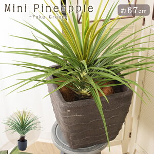 ミニ パイナップル 観葉植物の人気商品 通販 価格比較 価格 Com ミニ パイナップル 観葉植物の人気商品 通販 価格比較 価格 Com
