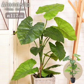 楽天市場 風水 観葉植物 意味の通販 楽天市場 風水 観葉植物 意味の通販