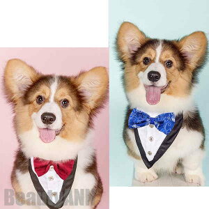 V ybgpX^C ^ L  `[J[ Op ^ ^ ANZT[  t [X ߂ ʐ^B蓹 LOtHg S[WX GKg  ybg