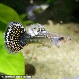 楽天市場 ドラゴン 熱帯魚 アクアリウム ペット ペットグッズ の通販
