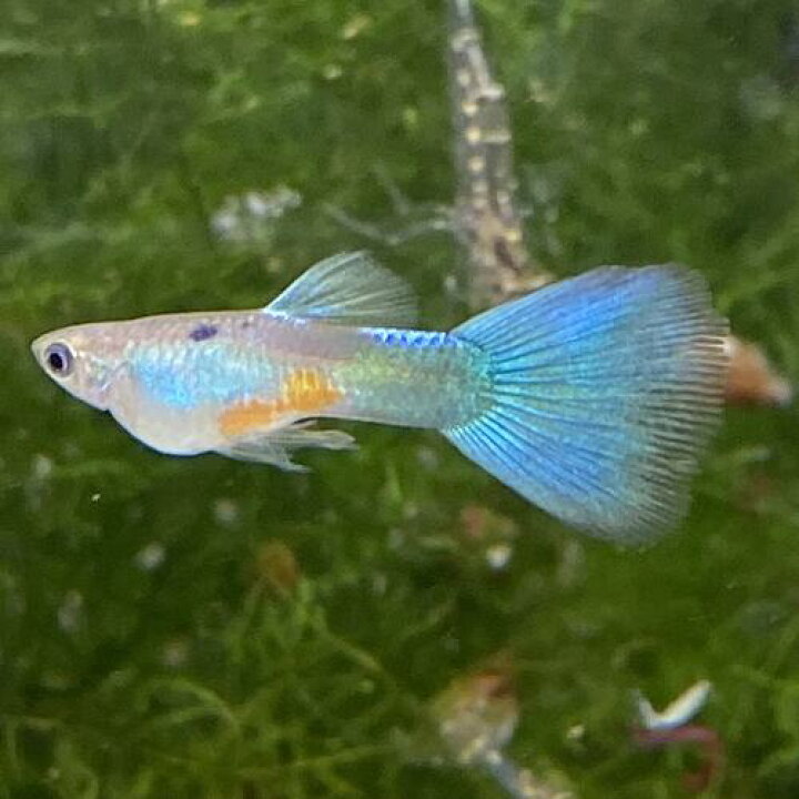 楽天市場 熱帯魚 観賞魚 国産グッピー Usaグリーンデルタ グッピー 1pr 国産 グッピー 北海道 九州 沖縄 離島は発送不可 アクアリウム ドリームシアター