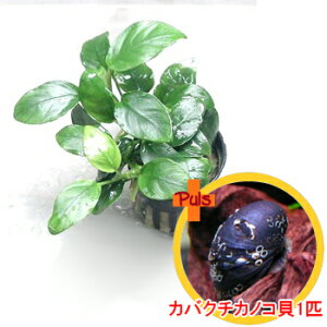 yZbgz AkrAX@iiƃJoN`JmRL1C̃Zbg ykCEElEBEE͔sz