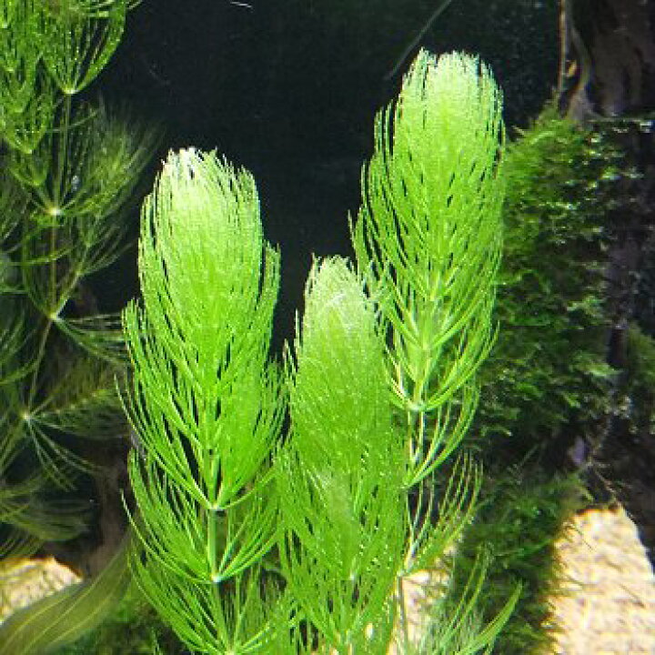 楽天市場 水草 マツモ 5本 北海道 九州 沖縄 離島は発送不可 アクアリウム ドリームシアター