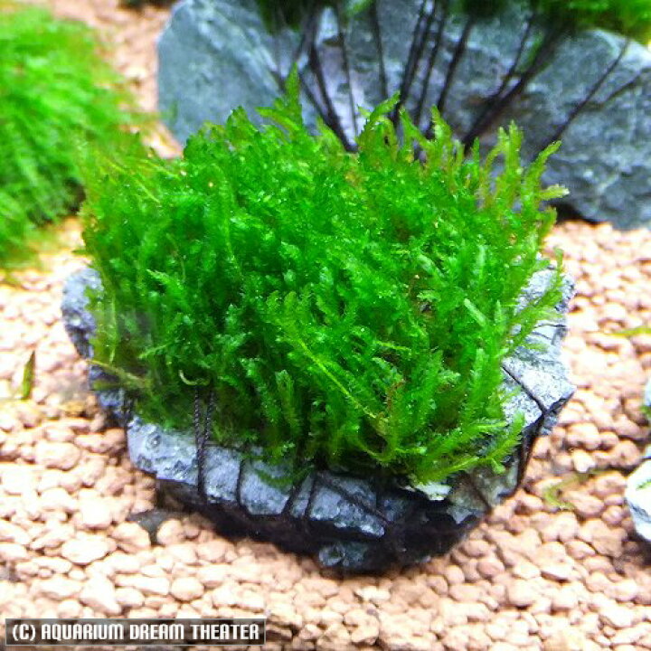 楽天市場 水草 フレームモス石付き フレイムモス モス 苔 コケ 北海道 九州 沖縄 離島は発送不可 アクアリウム ドリームシアター