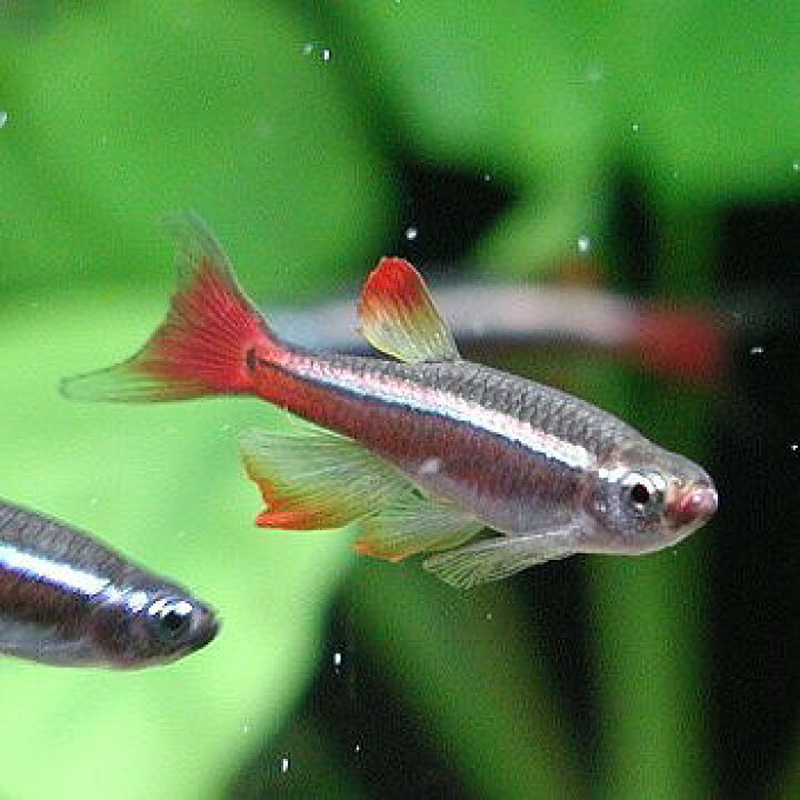 楽天市場 熱帯魚 観賞魚 ロングフィンアカヒレ 2匹セット 北海道 九州 沖縄 離島は発送不可 アクアリウム ドリームシアター