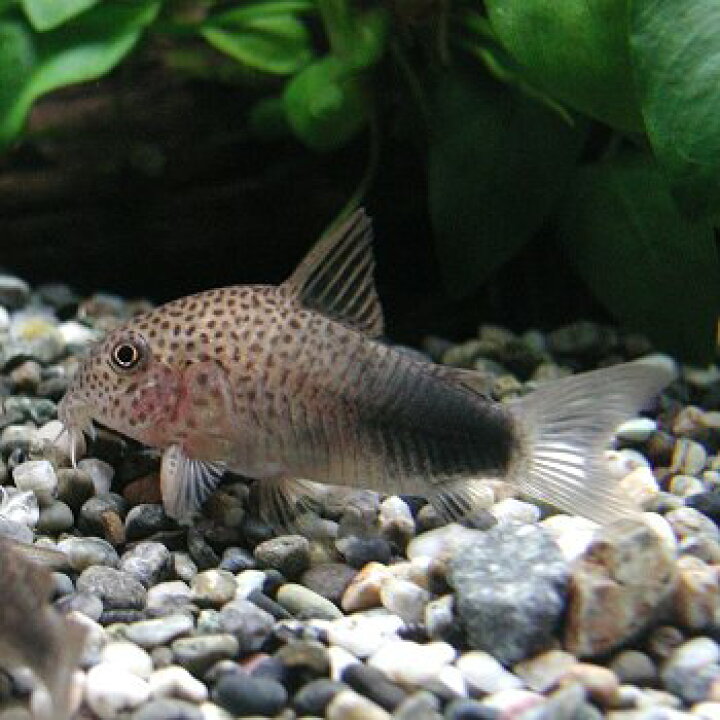 楽天市場 熱帯魚 観賞魚 コリドラス シミリス ワイルド 1匹 北海道 九州 沖縄 離島は発送不可 アクアリウム ドリームシアター