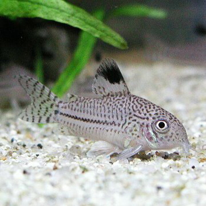 楽天市場 熱帯魚 観賞魚 コリドラス ジュリー ベレン産 ワイルド 1匹 北海道 九州 沖縄 離島は発送不可 アクアリウム ドリームシアター