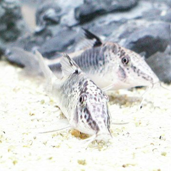 楽天市場 熱帯魚 観賞魚 コリドラス セミアキルス クレッセント ワイルド 北海道 九州 沖縄 離島は発送不可 アクアリウム ドリームシアター