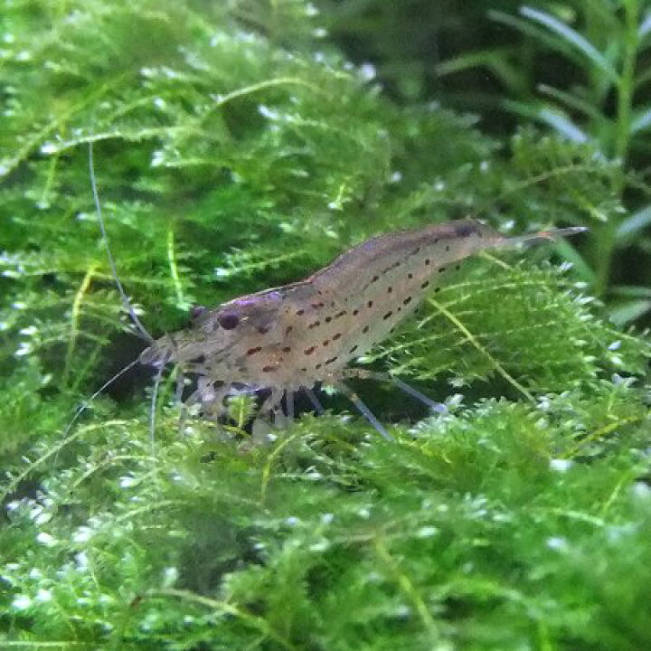 楽天市場 熱帯魚 観賞魚 エビ ヤマトヌマエビ 10匹セット 1 5 3cm 藻やコケ対策に ヤマトヌマエビ オスメス選別不可 北海道 九州 沖縄 離島は発送不可 アクアリウム ドリームシアター