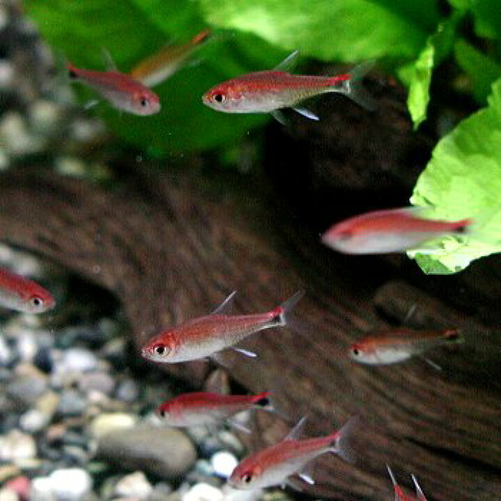 楽天市場】熱帯魚 観賞魚 ディープレッドホタルテトラ 5匹セット 