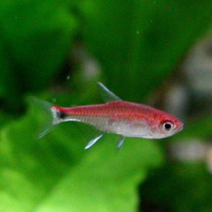 楽天市場】熱帯魚 観賞魚 ディープレッドホタルテトラ 5匹セット 