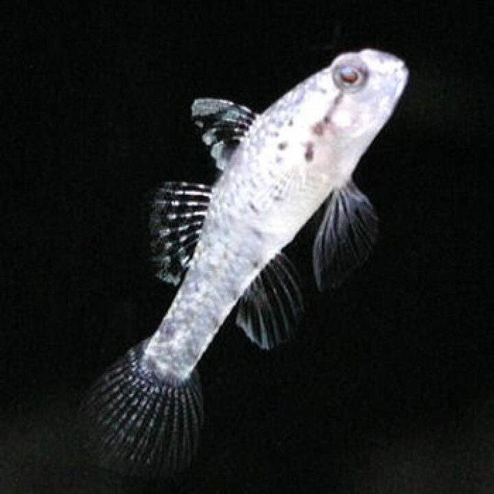 楽天市場 熱帯魚 観賞魚 ヒナハゼ 2匹セット 北海道 九州 沖縄 離島は発送不可 アクアリウム ドリームシアター