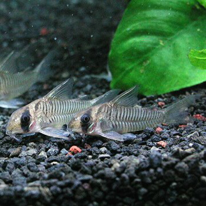 楽天市場 熱帯魚 観賞魚 コリドラス グリセウス ワイルド 北海道 九州 沖縄 離島は発送不可 アクアリウム ドリームシアター