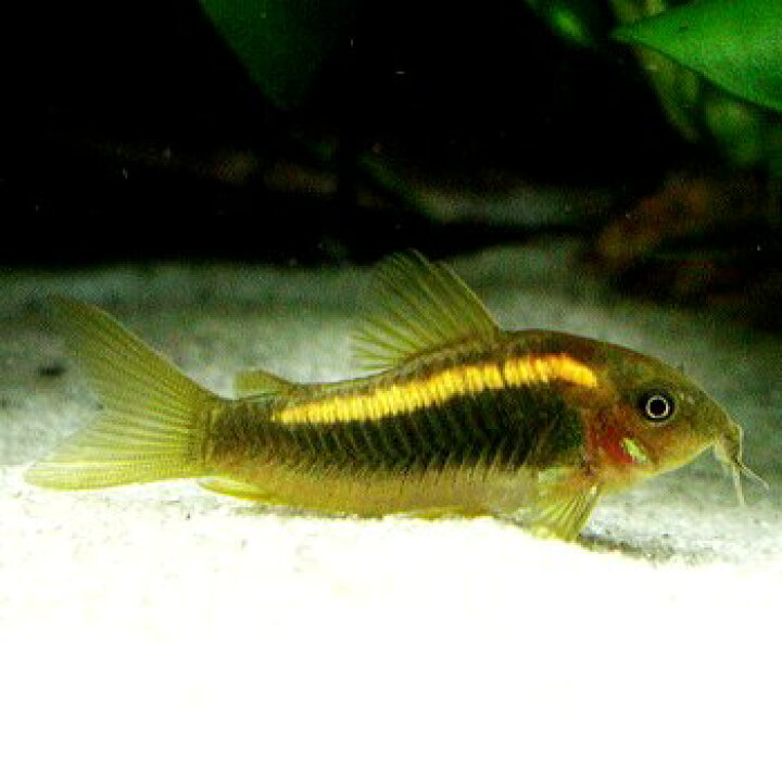 楽天市場 熱帯魚 観賞魚 コリドラス イルミネータス オレンジ 北海道 九州 沖縄 離島は発送不可 アクアリウム ドリームシアター