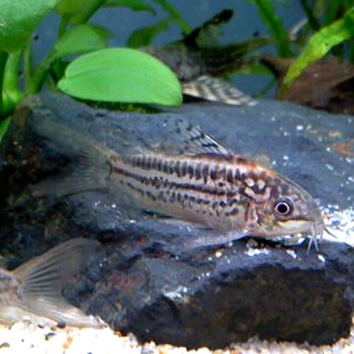 楽天市場 熱帯魚 観賞魚 コリドラス エレガンス ワイルド 北海道 九州 沖縄 離島は発送不可 アクアリウム ドリームシアター