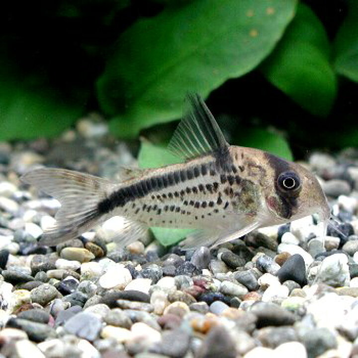 楽天市場 熱帯魚 観賞魚 コリドラス ロクソゾヌス ワイルド 北海道 九州 沖縄 離島は発送不可 アクアリウム ドリームシアター