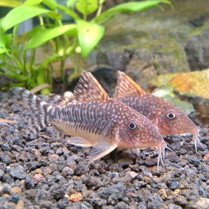 楽天市場 熱帯魚 観賞魚 コリドラス ロングノーズゴッセイ ワイルド 1匹 北海道 九州 沖縄 離島は発送不可 アクアリウム ドリームシアター
