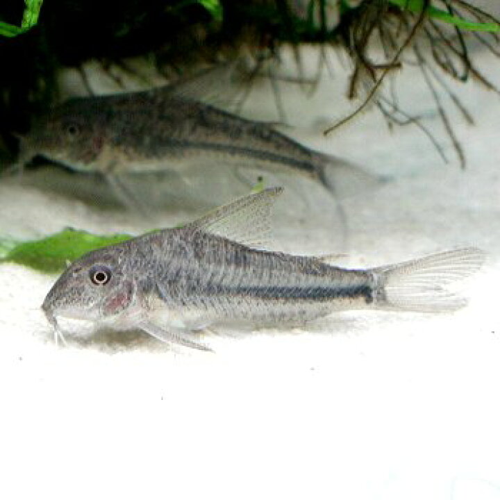 楽天市場 熱帯魚 観賞魚 コリドラス プリオノータス ワイルド 北海道 九州 沖縄 離島は発送不可 アクアリウム ドリームシアター