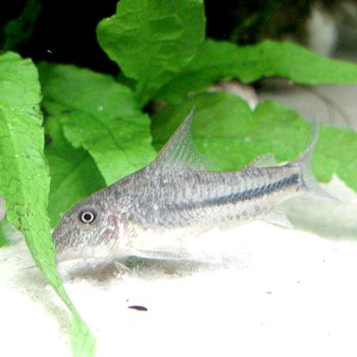 楽天市場 熱帯魚 観賞魚 コリドラス プリオノータス ワイルド 北海道 九州 沖縄 離島は発送不可 アクアリウム ドリームシアター