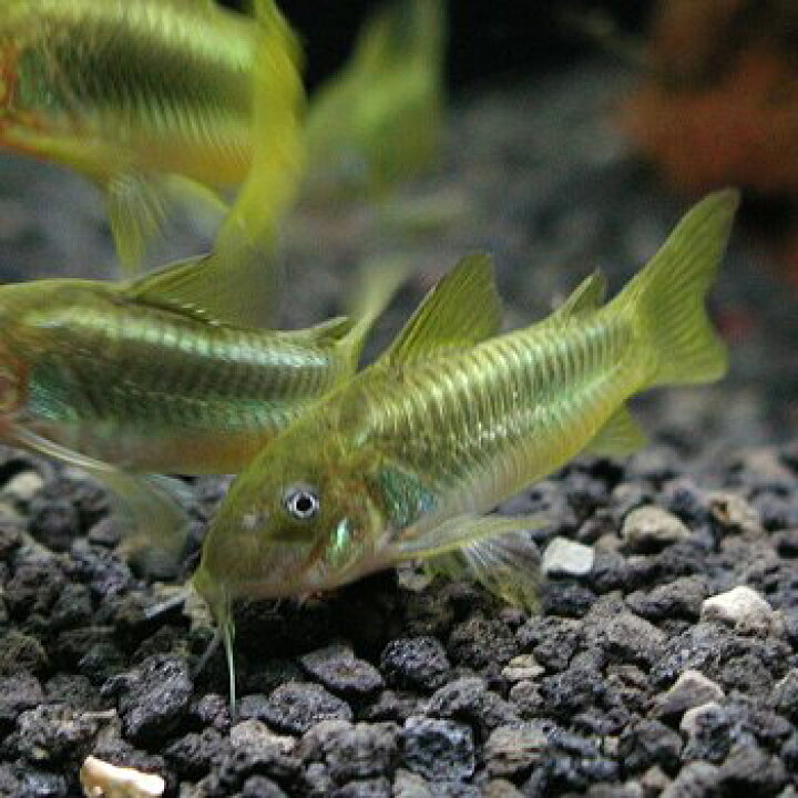 楽天市場 熱帯魚 観賞魚 コリドラス イルミネータス グリーン ワイルド 北海道 九州 沖縄 離島は発送不可 アクアリウム ドリームシアター