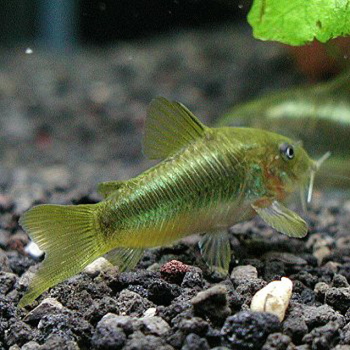 楽天市場 熱帯魚 観賞魚 コリドラス イルミネータス グリーン ワイルド 北海道 九州 沖縄 離島は発送不可 アクアリウム ドリームシアター