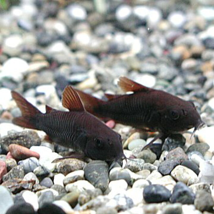 楽天市場】熱帯魚 観賞魚 コリドラス ベネズエラブラック 【北海道 