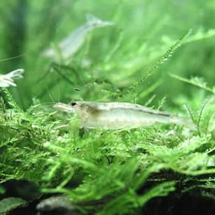 楽天市場 熱帯魚 観賞魚 エビ トゲナシヌマエビ 10匹 1匹おまけ オスメス選別不可 北海道 九州 沖縄 離島は発送不可 アクアリウム ドリームシアター