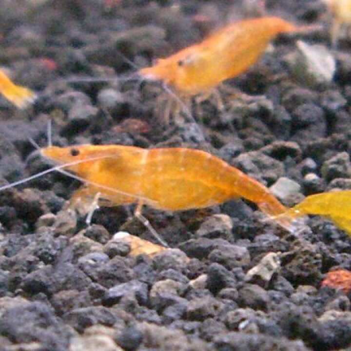 楽天市場 熱帯魚 観賞魚 エビ オレンジチェリーシュリンプ 6匹セット オスメス選別不可 北海道 九州 沖縄 離島は発送不可 アクアリウム ドリームシアター