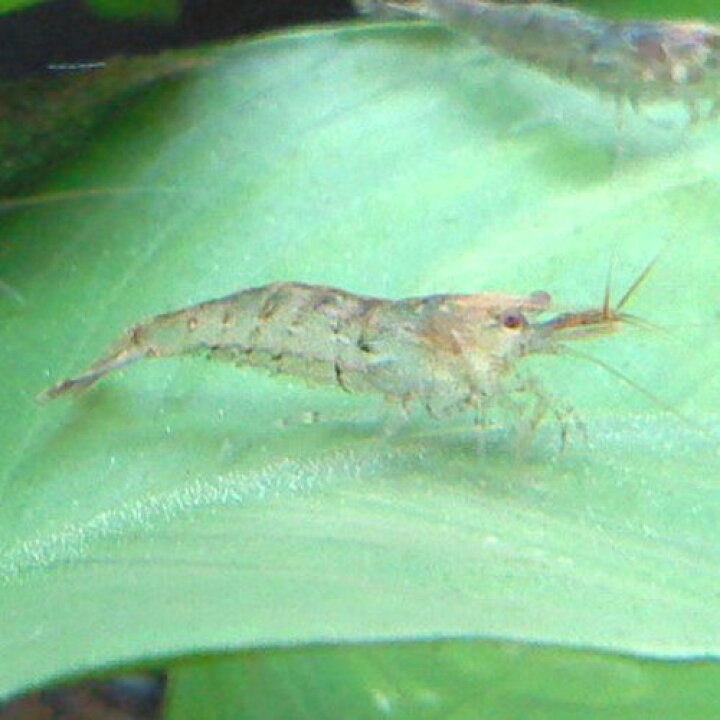 楽天市場 熱帯魚 観賞魚 エビ アルジーライムシュリンプ 10匹セット オスメス選別不可 北海道 九州 沖縄 離島は発送不可 アクアリウム ドリームシアター