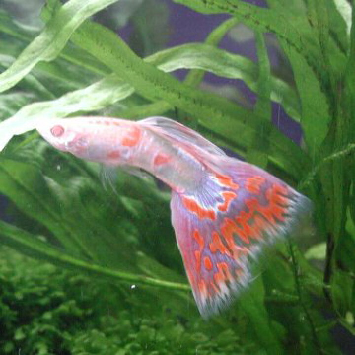 楽天市場 熱帯魚 観賞魚 国産グッピー Rrea オールドファッションモザイク 1pr 北海道 九州 沖縄 離島は発送不可 アクアリウム ドリームシアター