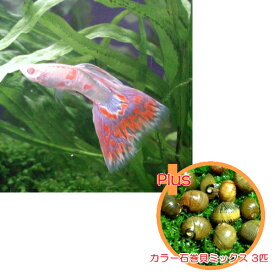 楽天市場 川魚 図鑑 稚魚の通販