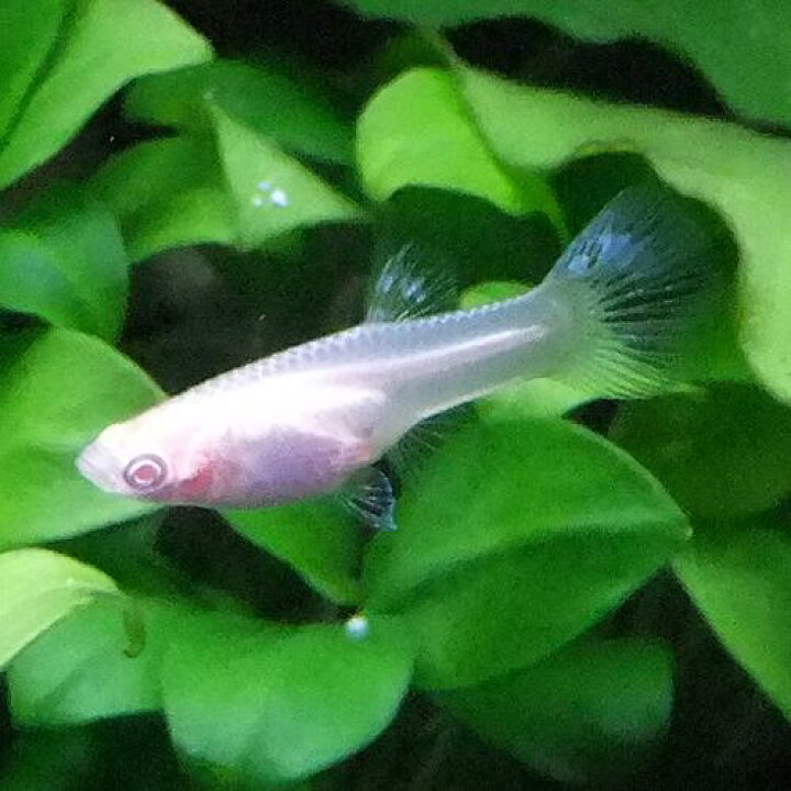 楽天市場 熱帯魚 観賞魚 国産グッピー Rrea レッドグラス グッピー 1pr 国産 グッピー 北海道 九州 沖縄 離島は発送不可 アクアリウム ドリームシアター