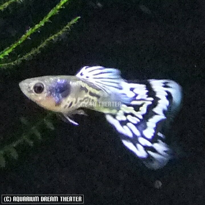 楽天市場 熱帯魚 観賞魚 国産グッピー アイボリーギャラクシーモザイク 1pr 国産 グッピー 北海道 九州 沖縄 離島は発送不可 アクアリウム ドリームシアター