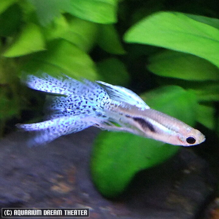 楽天市場 ブルーグラス スワロー グッピー 1トリオ 国産 グッピー 北海道 九州 沖縄 離島は発送不可 アクアリウム ドリームシアター