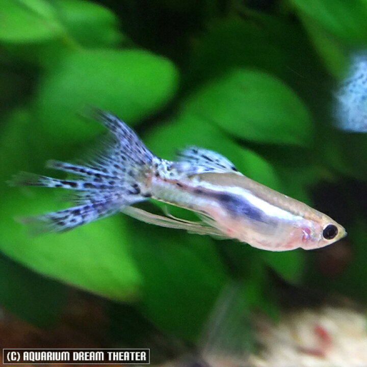 楽天市場 ブルーグラス スワロー グッピー 1トリオ 国産 グッピー 北海道 九州 沖縄 離島は発送不可 アクアリウム ドリームシアター
