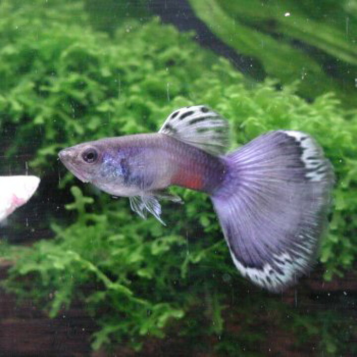 楽天市場 熱帯魚 グッピー 国産グッピー モスコーブルー グッピー 1pr 国産 グッピー 北海道 九州 沖縄 離島は発送不可 アクアリウム ドリームシアター