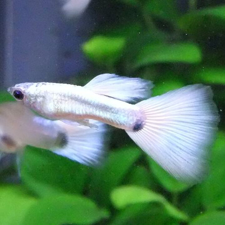 楽天市場 熱帯魚 観賞魚 国産グッピー ハクホワイトグッピー 1pr 国産 グッピー 北海道 九州 沖縄 離島は発送不可 アクアリウム ドリームシアター