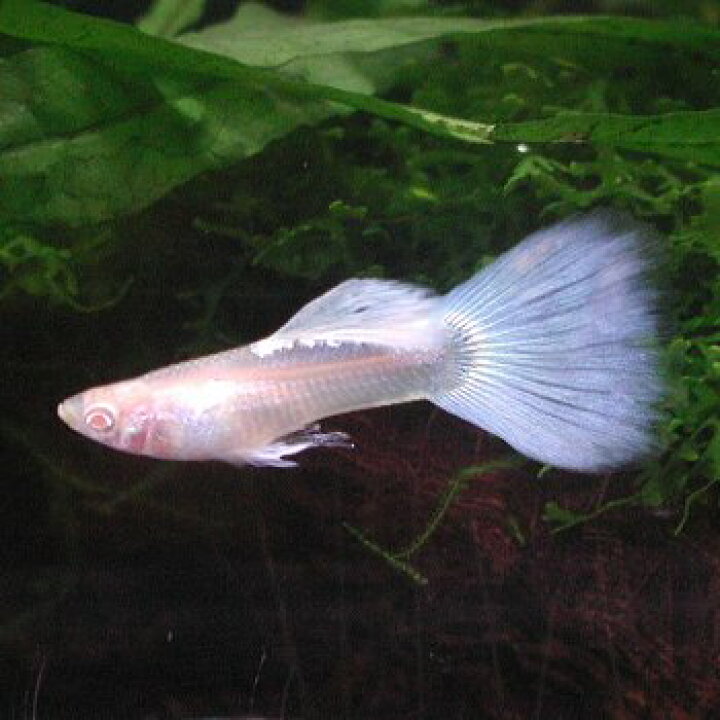 楽天市場 熱帯魚 観賞魚 国産グッピー Rreaジャパンブルーネオンタキシード 1pr 北海道 九州 沖縄 離島は発送不可 アクアリウム ドリームシアター