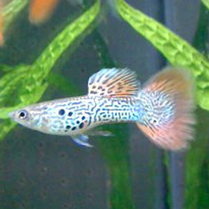楽天市場 熱帯魚 観賞魚 国産グッピー レッドレースコブラグッピー 1pr 国産 グッピー 北海道 九州 沖縄 離島は発送不可 アクアリウム ドリームシアター 楽天市場 熱帯魚 観賞魚 国産グッピー レッドレースコブラグッピー 1pr 国産 グッピー 北海道 九州 沖縄 離島は発送不可 アクアリウム ドリームシアター