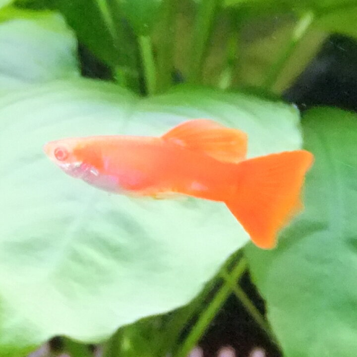 楽天市場 熱帯魚 観賞魚 国産グッピー Rrea ジャーマンフルレッド グッピー 1pr 国産 グッピー 北海道 九州 沖縄 離島は発送不可 アクアリウム ドリームシアター