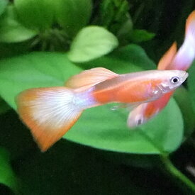 楽天市場 紅白 メダカ 種 観賞魚 グッピー の通販