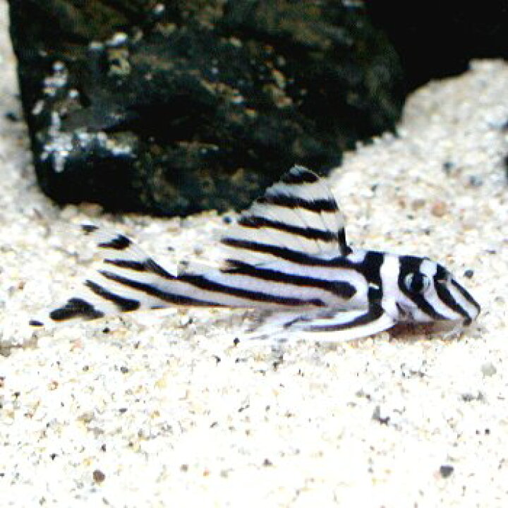 楽天市場】熱帯魚 観賞魚 インペリアルゼブラプレコ ワイルド （約4cm  