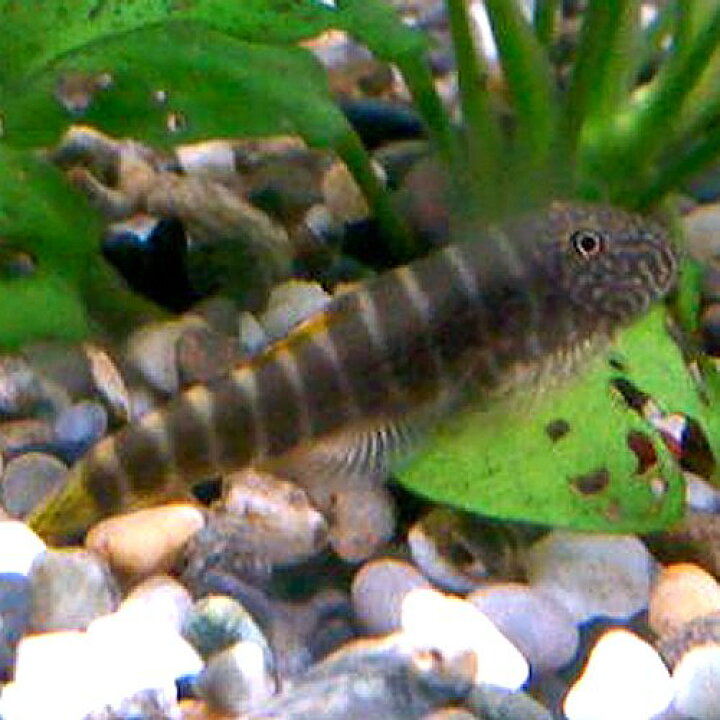 楽天市場 熱帯魚 観賞魚 タイガーストライプ ボルネオプレコ 1匹 北海道 九州 沖縄 離島は発送不可 アクアリウム ドリームシアター