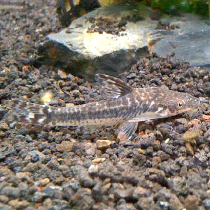 楽天市場 熱帯魚 観賞魚 オトシンクルス フレキシリス 1匹 北海道 九州 沖縄 離島は発送不可 アクアリウム ドリームシアター