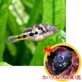 楽天市場 アベニー パファー 飼育 セット 熱帯魚 アクアリウム ペット ペットグッズ の通販