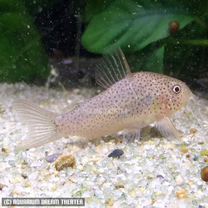 コリドラスガラナ親子セット(熱帯魚水槽)