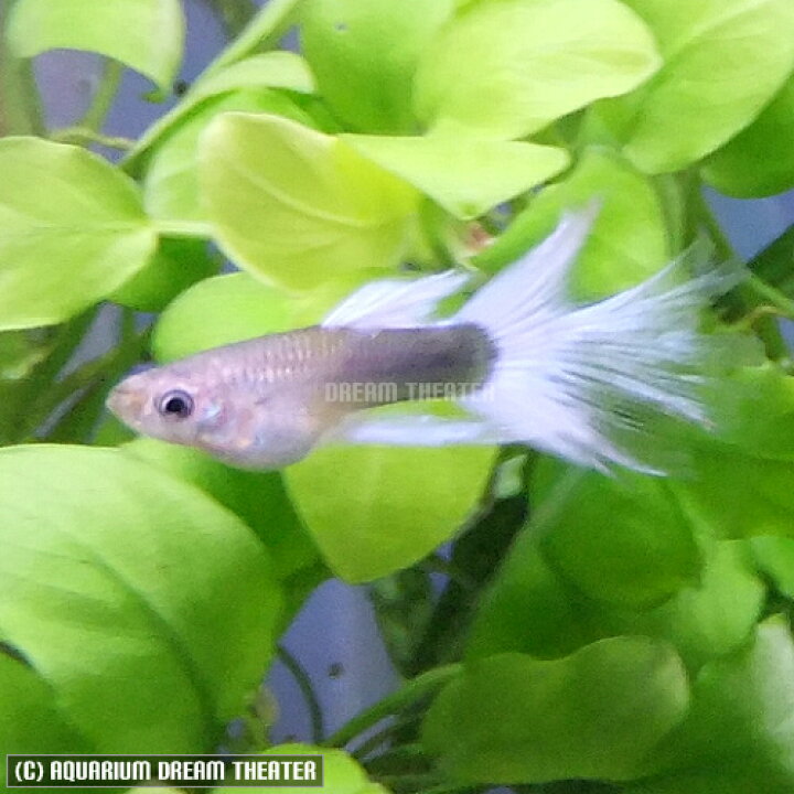 楽天市場 熱帯魚 観賞魚 国産グッピー ドイツイエロータキシード スワロー グッピー 1トリオ 北海道 九州 沖縄 離島は発送不可 アクアリウム ドリームシアター