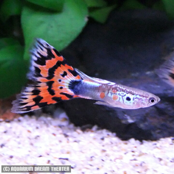 楽天市場 熱帯魚 観賞魚 国産グッピー オールドファッションモザイク グッピー 1pr 国産 グッピー 北海道 九州 沖縄 離島は発送不可 アクアリウム ドリームシアター