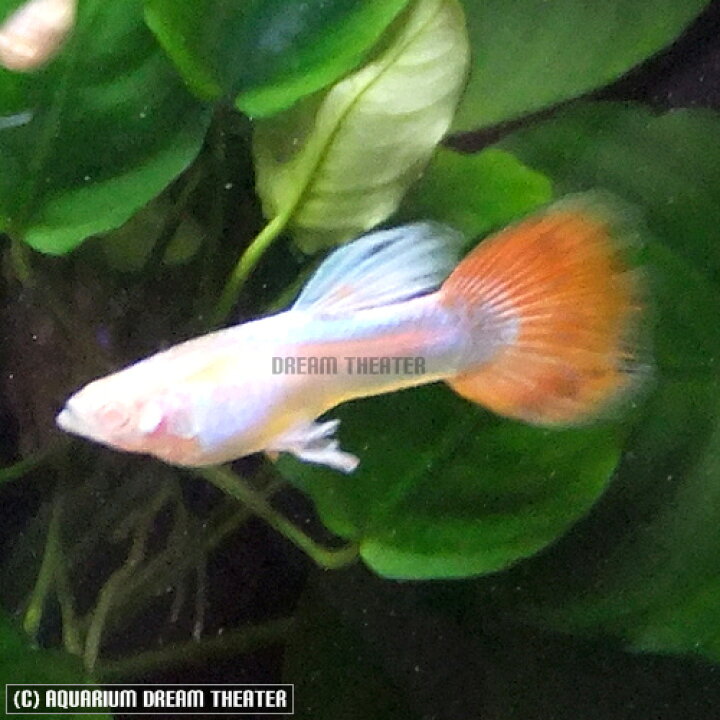楽天市場 Rrea ジャパンブルーレッドテールタキシード グッピー 1pr 国産 グッピー 北海道 九州 沖縄 離島は発送不可 アクアリウム ドリームシアター