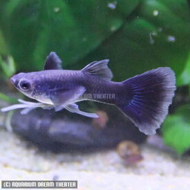 楽天市場 グッピー フルブラックの通販